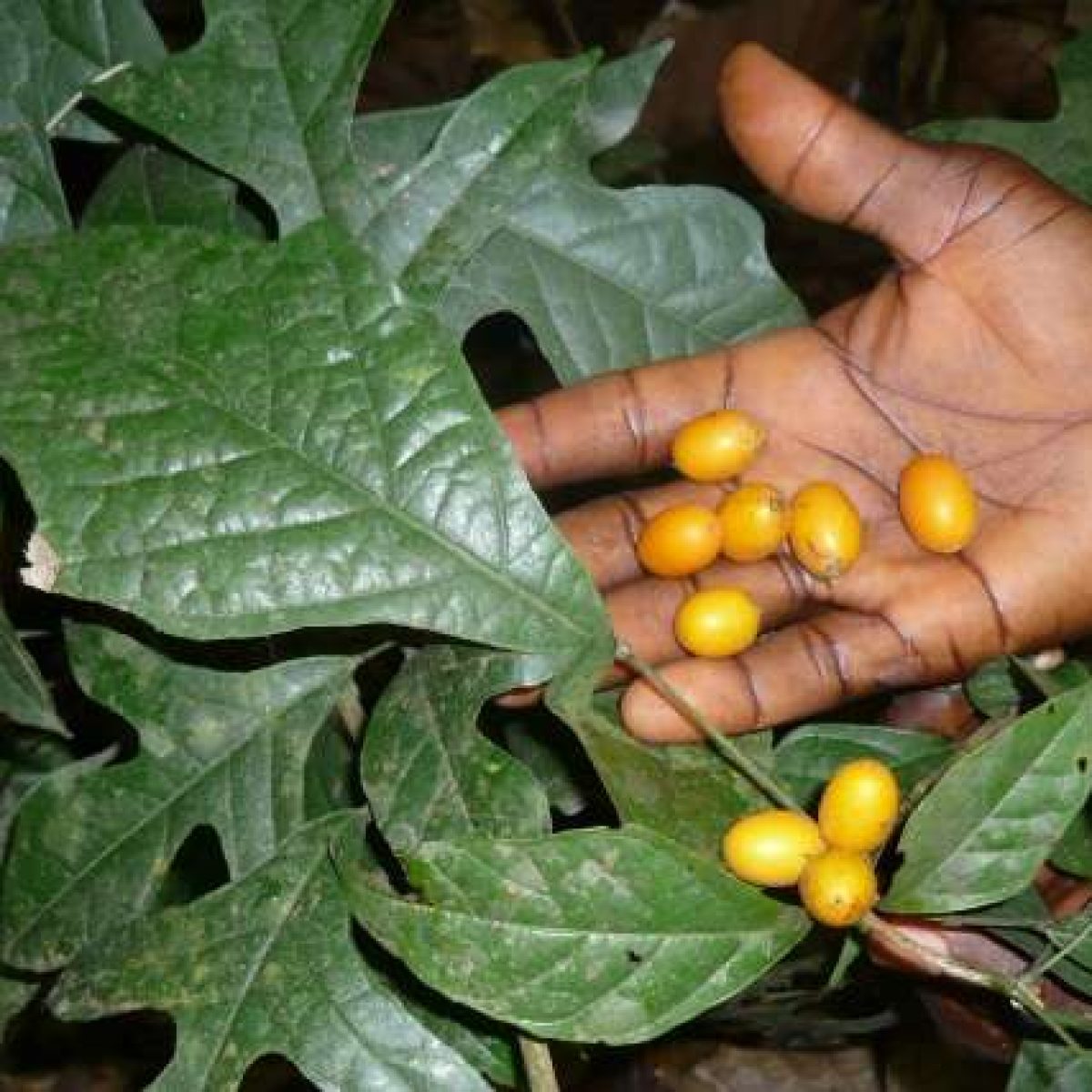 garden2.jpg